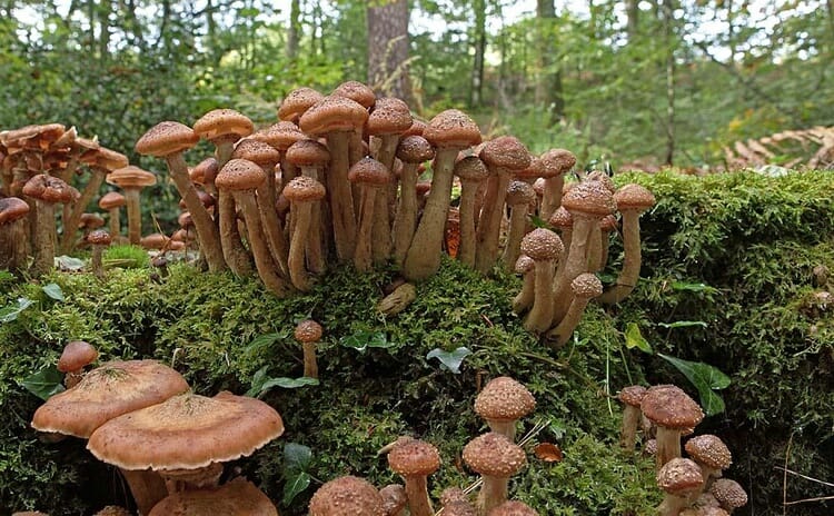 O Maior Organismo Vivo do Planeta é um Cogumelo